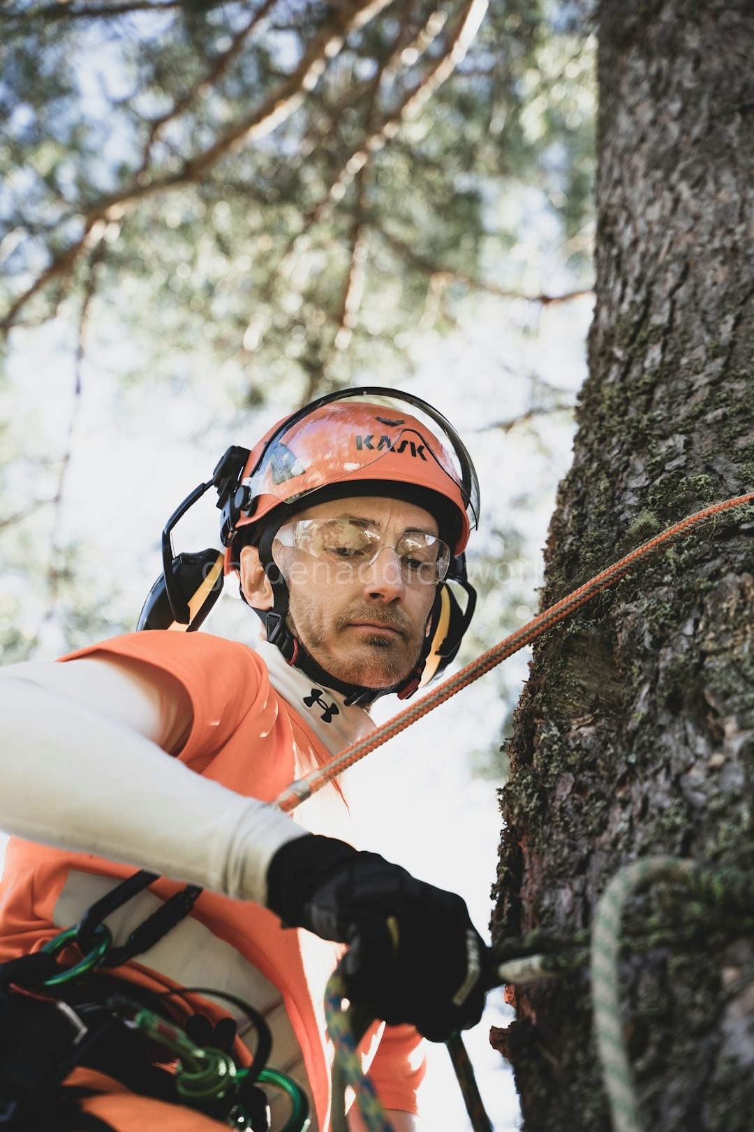 Tree pruning