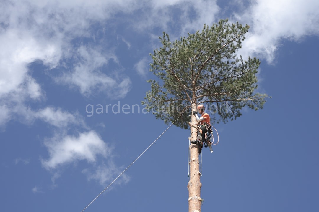 Pruning