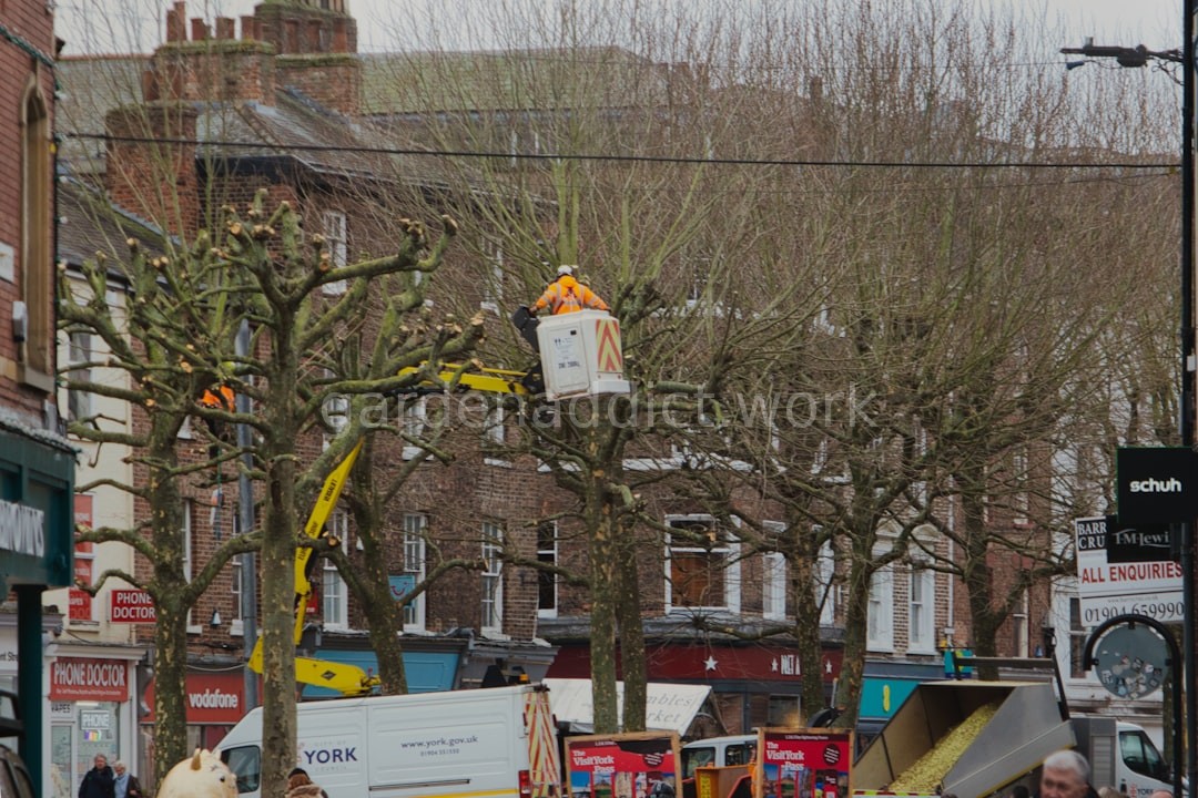 Arborist at work