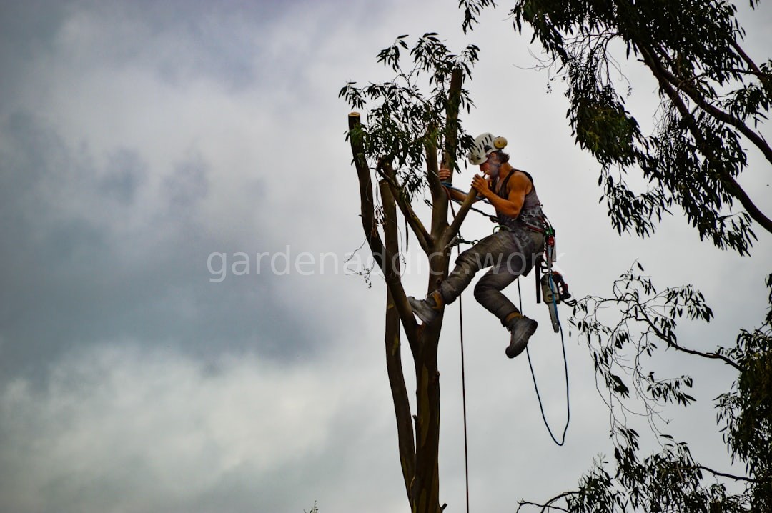Tree Health