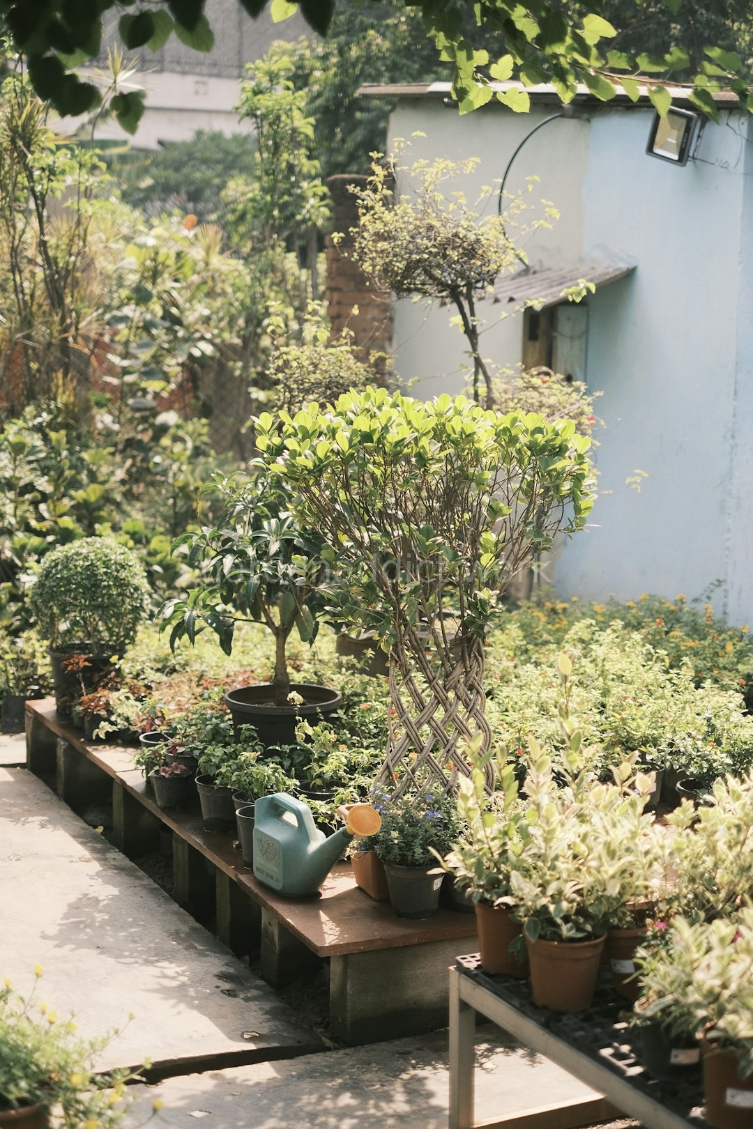 Lush Plant Collection